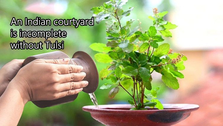 तुलसी के बिना अधूरा है भारतीय आंगन, जानिए वैज्ञानिक और धार्मिक कारण