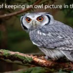 घर में उल्लू की तस्वीर लगाने के फायदे-क्या इससे बढ़ता है भाग्य और धन?