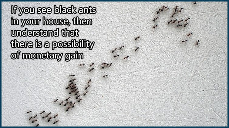 काली चींटियों के आगमन से जुड़े ये शुभ संकेत बदल सकते हैं आपकी किस्मत