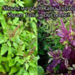 घर में रामा तुलसी लगाएं या श्यामा तुलसी? जानिए ज्योतिष और वास्तु के अनुसार सही विकल्प