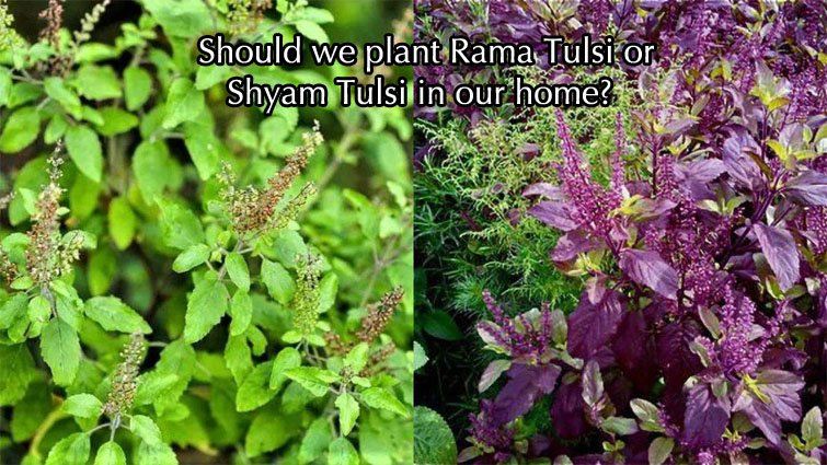 घर में रामा तुलसी लगाएं या श्यामा तुलसी? जानिए ज्योतिष और वास्तु के अनुसार सही विकल्प