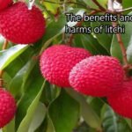 लीची खाने से पहले जरूर जान लें इसकी तासीर और असर