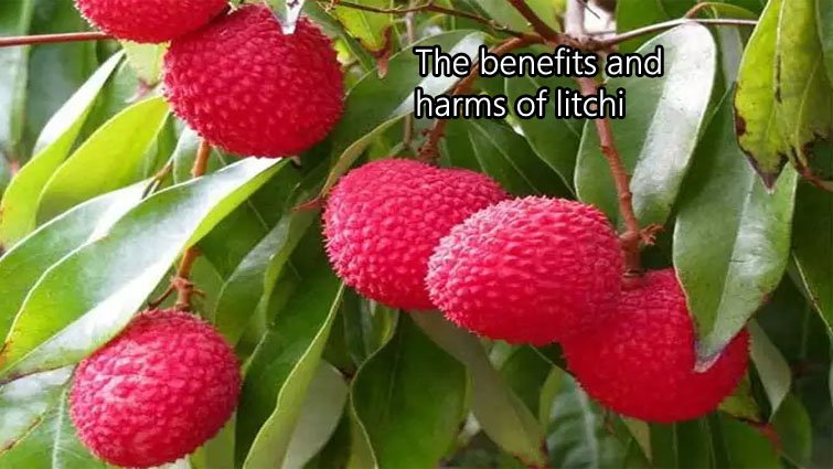 लीची खाने से पहले जरूर जान लें इसकी तासीर और असर