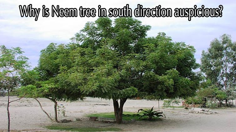 नीम वृक्ष लाभ: दक्षिण दिशा में नीम का पेड़ क्यों होता है शुभ? जानें मंगल ग्रह और वास्तु का रहस्य