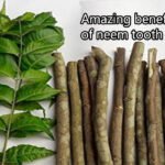 नीम की दातुन के अद्भुत फायदे: दांतों से लेकर पेट तक, जानिए सेहत का यह देशी रहस्य