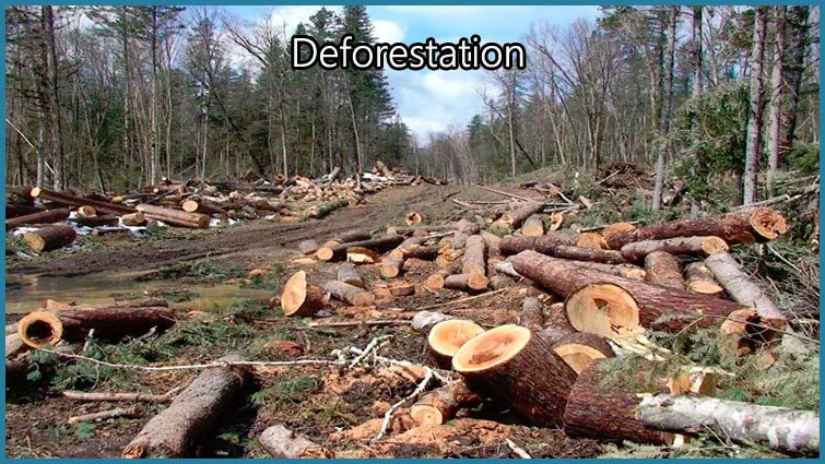 Deforestation