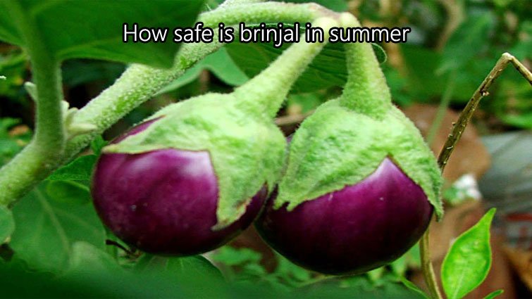 गर्मियों में बैंगन खाना कितना सुरक्षित है? पूरी जानकारी पढ़ें
