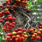 घर के दरवाजे पर गूलर का पेड़? जानें इसका प्रभाव