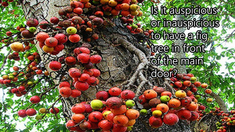 घर के दरवाजे पर गूलर का पेड़? जानें इसका प्रभाव