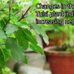तुलसी का रंग बदलना: अशुभ संकेत और इससे जुड़ी जीवन की परेशानियां