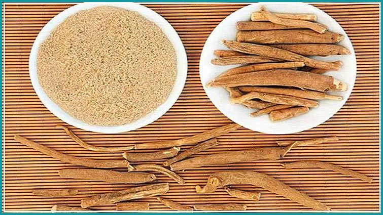 White musli for sexual health: क्या सफेद मूसली दूर कर सकती है पुरुषों की यौन समस्याएं? जानिए इसके फायदे