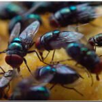 Flies in rainy season: मक्खियों से फैलने वाली बीमारियां और घरेलू नुस्खे