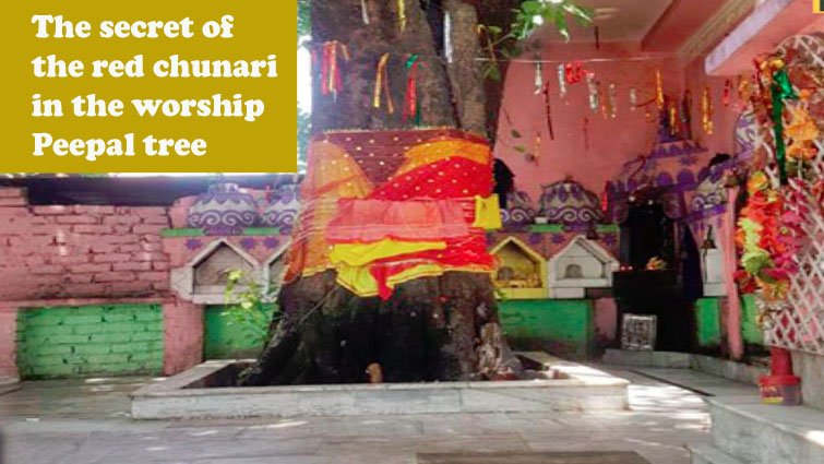 पीपल के पेड़ में लाल चुनरी क्‍यों बांधते हैं? सही दिन और अद्भुत लाभ