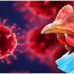 भारत में बर्ड फ्लू की वापसी, रोकथाम के लिए जरूरी रणनीतियां