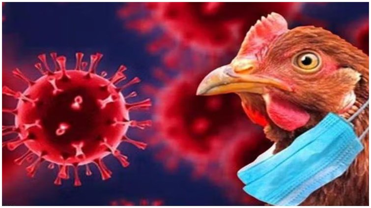 भारत में बर्ड फ्लू की वापसी, रोकथाम के लिए जरूरी रणनीतियां