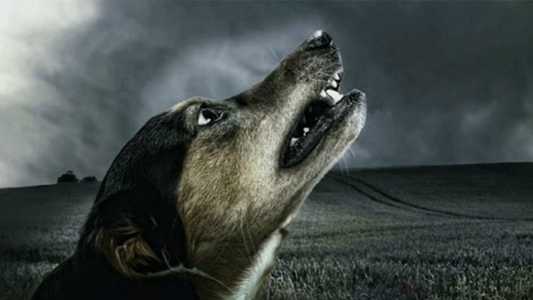 रात में कुत्तों का रोना: मानसिक तनाव, खतरा या प्राकृतिक संकेत?