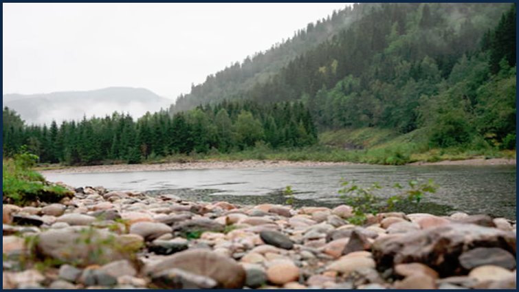 नार्वे के जंगल मुख्यतः शंकुधारी वृक्षों से भरपूर हैं। Norway Spruce (Picea abies) ठंडी जलवायु में अच्छी वृद्धि करता है और फर्नीचर, पल्प वाइन उद्योग के लिए बाजार में मांग में है।