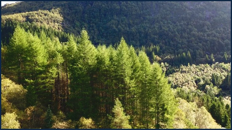 लगभग 10,000 वर्ष पूर्व हिम युग के बाद बर्फ पिघलने से नार्वे में वनस्पति का विकास शुरू हुआ। प्रारंभिक शिकारी-एकत्रकर्ता जनजातियां इन वनों में आश्रय बनाकर रहती थीं, लकड़ी से औजार और आग जलाने के लिए ईंधन प्राप्त करती थीं।