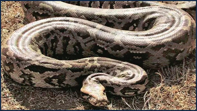 अजगर विषैला नहीं होता, फिर भी क्यों है खतरनाक?
