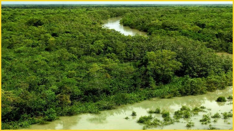सुंदरवन की यात्रा: रॉयल बंगाल टाइगर और मैंग्रोव जंगल की दुनिया
