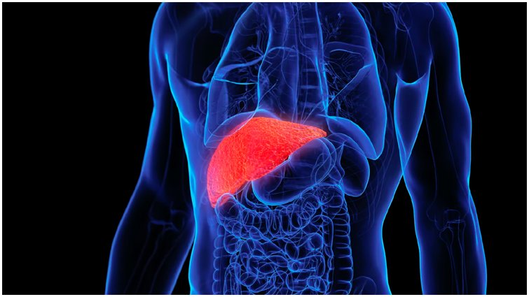 बिना दवा के फैटी लिवर से छुटकारा पाने के तरीके