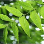 नीम से पिंपल्स और दाग-धब्बों का घरेलू इलाज