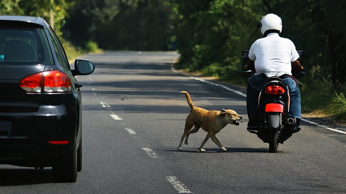 कुत्ते बाइक और कार के पीछे क्यों दौड़ते हैं? जानिए असली वजह
