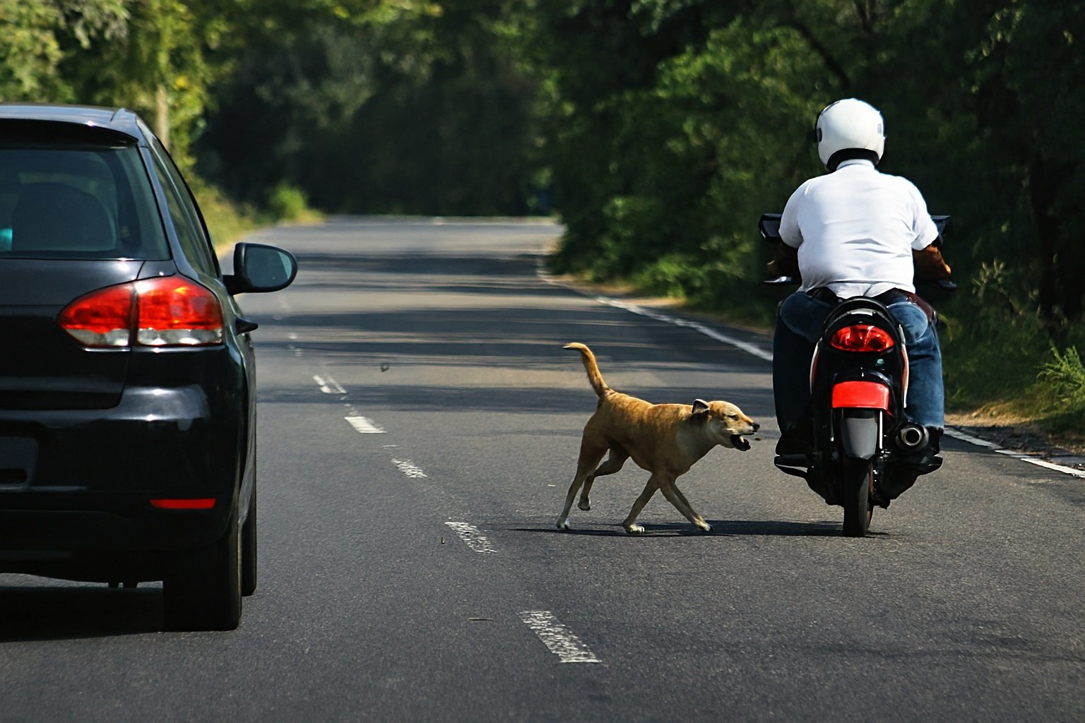 कुत्ते बाइक और कार के पीछे क्यों दौड़ते हैं? जानिए असली वजह
