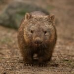 International Wombat Day: वॉम्बैट संरक्षण का वैश्विक संदेश