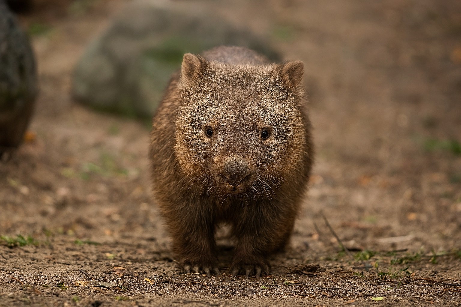 International Wombat Day: वॉम्बैट संरक्षण का वैश्विक संदेश