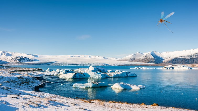 आइसलैंड: दुनिया का मच्छर-मुक्त देश