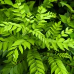 Curry Leaves Health Benefits