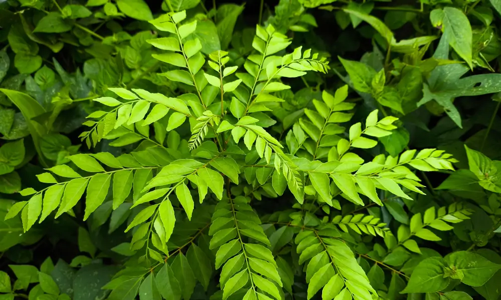 Curry Leaves Health Benefits : सुबह खाली पेट चबाएं 5 करी पत्ते, इन 5 गंभीर बीमारियों से मिलेगी मुक्ति