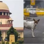 Stray Dogs Case