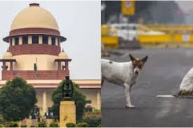 Stray Dogs Case