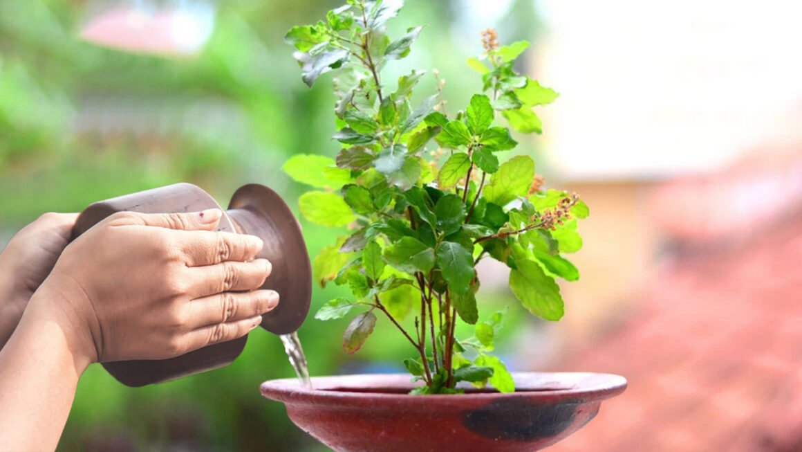 Sunday Tulsi Rules : रविवार को तुलसी में जल देना पड़ सकता है भारी, जानिए असली वजह