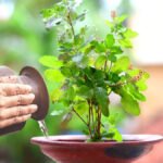 Sunday Tulsi Rules