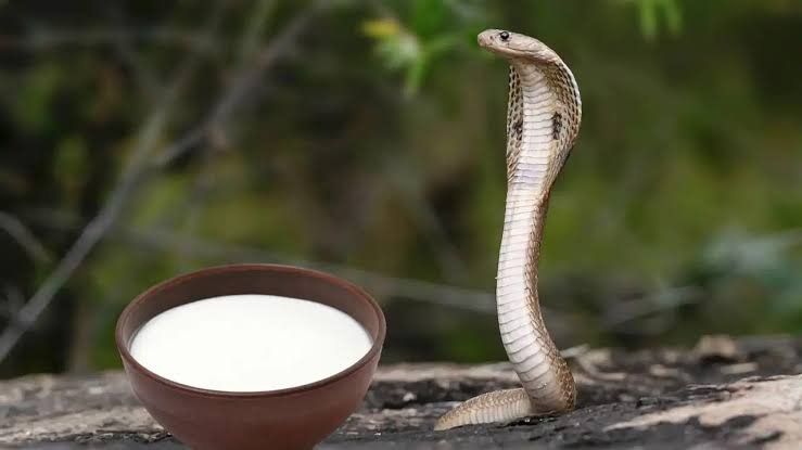 Nag Panchami 2026: नागों को क्यों चढ़ाया जाता है दूध? जानें शास्त्रों में क्या लिखा है