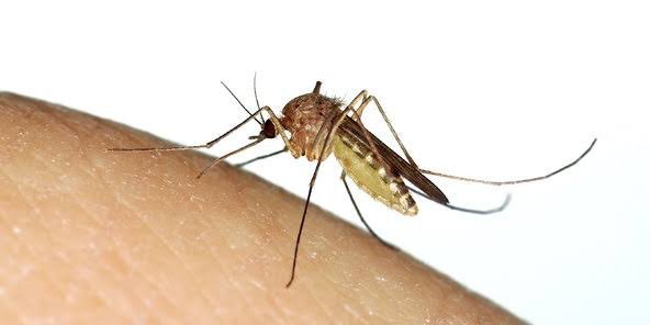Mosquito Bite : मच्छर के काटने पर आखिर खुजली क्यों होती है? जानिए इसके पीछे का वैज्ञानिक कारण और सच