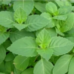 Van Tulsi Benefits