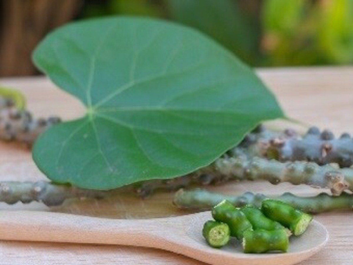 Giloy Benefits