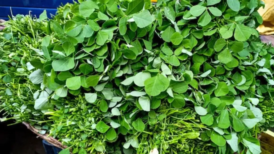 Methi Leaves Benefits: मेथी के पत्ते क्यों हैं सेहत का खजाना? डायबिटीज से पाचन तक जानें डॉक्टर के बताए फायदे