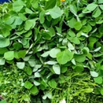 Methi Leaves Benefits