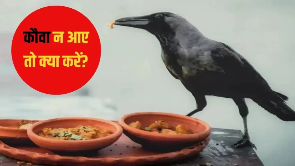 Pitru Paksha 2026: कौआ श्राद्ध का भोजन न खाए तो क्या करें? जानें पितरों को प्रसन्न करने के उपाय