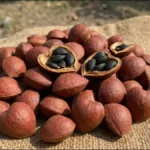 Wild Almond