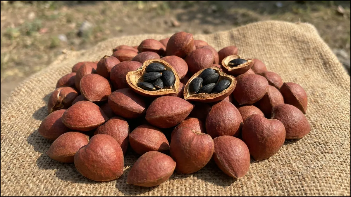 Wild Almond
